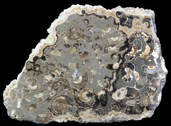 Polished Ammonite Fossil Slab - Marston Magna Marble #42104